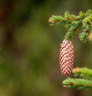 Picea abies