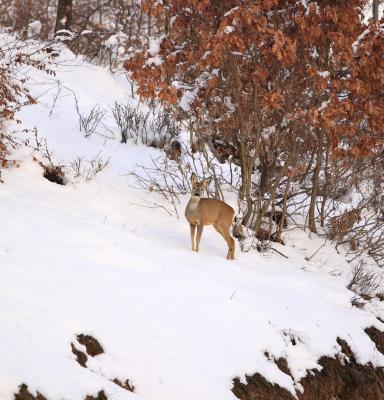 beautiful fauna in Romania's forests