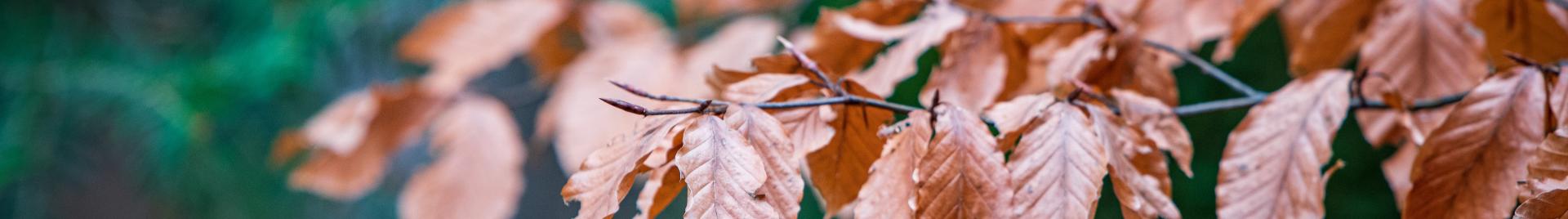 Fagus sylvatica