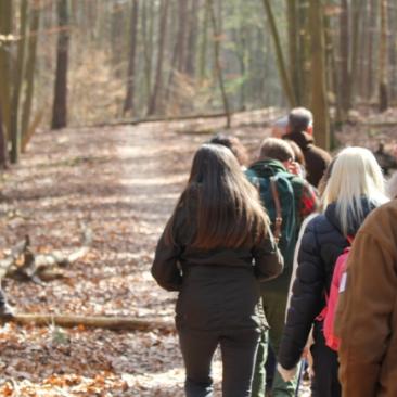 Forest walk